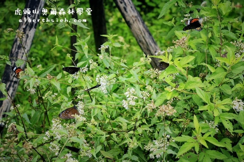 桃園親子景點．虎頭山奧爾森林學堂（有樹屋有遊樂設施小朋友超愛）