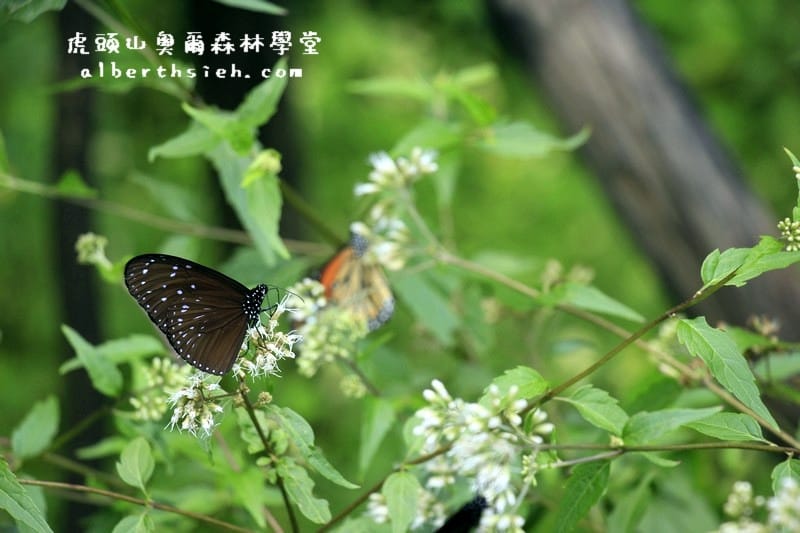 桃園親子景點．虎頭山奧爾森林學堂（有樹屋有遊樂設施小朋友超愛）
