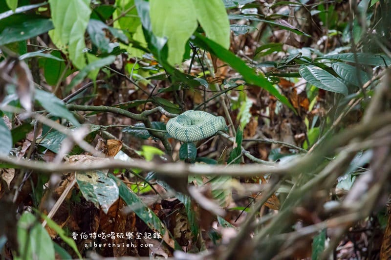 馬來西亞沙巴景點．山打根：西必洛人猿庇護中心（紅毛猩猩也在學跳Jolin跳舞）