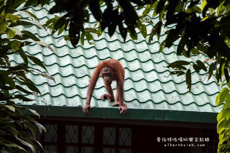 馬來西亞沙巴景點．山打根：西必洛人猿庇護中心（紅毛猩猩也在學跳Jolin跳舞）