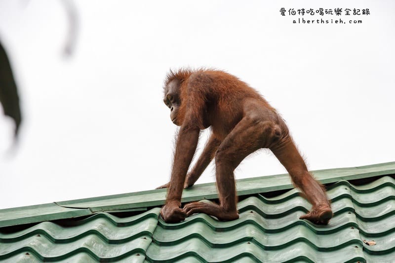 馬來西亞沙巴景點．山打根：西必洛人猿庇護中心（紅毛猩猩也在學跳Jolin跳舞）