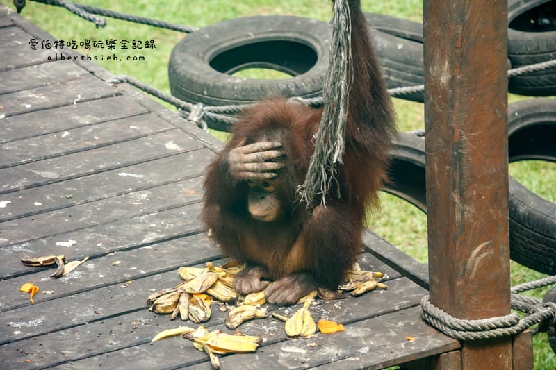 馬來西亞沙巴景點．山打根：西必洛人猿庇護中心（紅毛猩猩也在學跳Jolin跳舞）