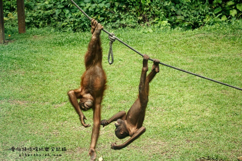 馬來西亞沙巴景點．山打根：西必洛人猿庇護中心（紅毛猩猩也在學跳Jolin跳舞）