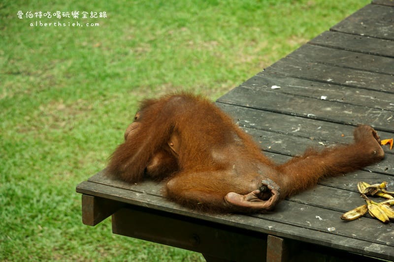馬來西亞沙巴景點．山打根：西必洛人猿庇護中心（紅毛猩猩也在學跳Jolin跳舞）