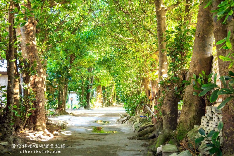 備瀨福木林道．沖繩景點（樸實而寧靜的福木樹蔭林道）