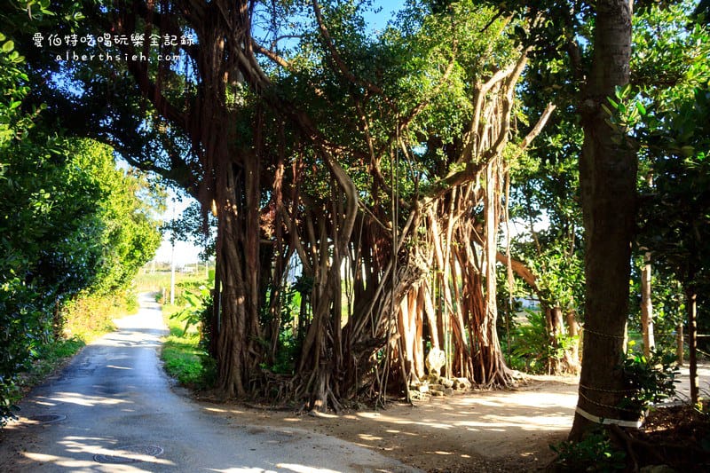 備瀨福木林道．沖繩景點（樸實而寧靜的福木樹蔭林道）