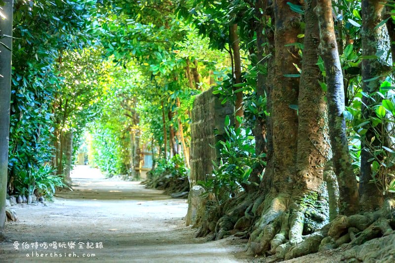 備瀨福木林道．沖繩景點（樸實而寧靜的福木樹蔭林道）