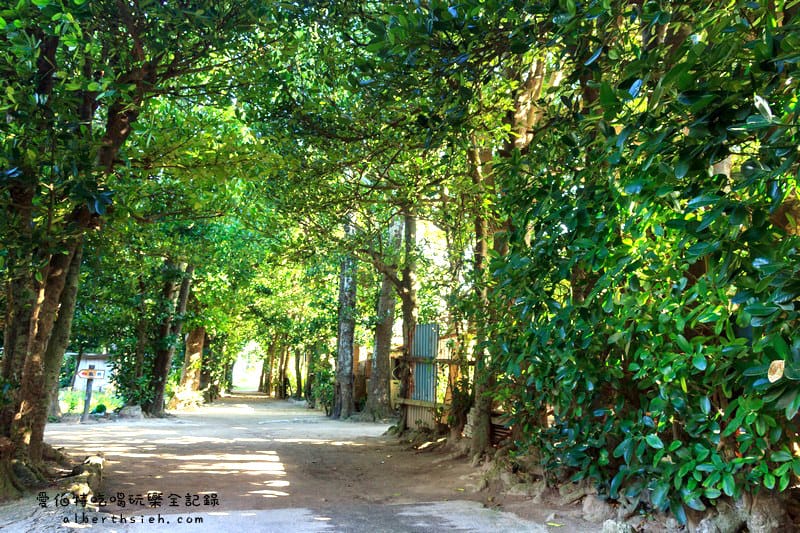 備瀨福木林道．沖繩景點（樸實而寧靜的福木樹蔭林道）
