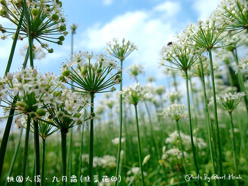 大溪韭菜花季節．韭月雪(九月雪)（美麗浪漫的初秋雪白花海美景）