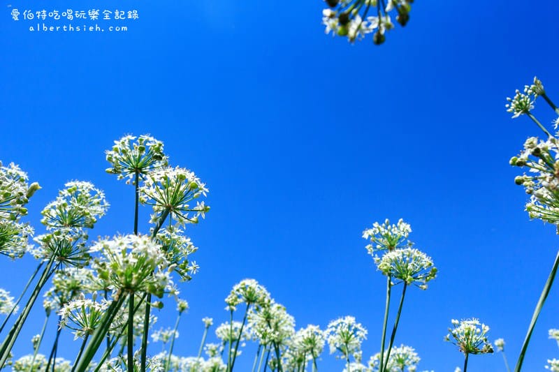 大溪韭菜花季節．韭月雪(九月雪)（美麗浪漫的初秋雪白花海美景）