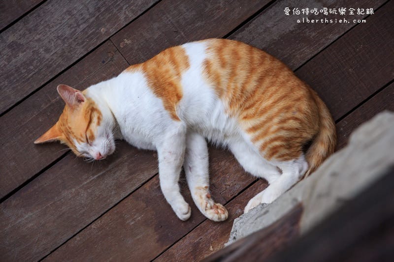 馬來西亞沙巴景點．山打根：拉卜灣長鼻猴保護區（18禁之野外實境秀）
