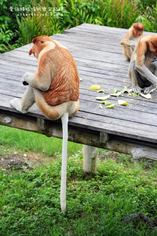 馬來西亞沙巴景點．山打根：拉卜灣長鼻猴保護區（18禁之野外實境秀）