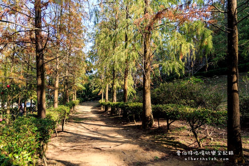 台中落羽松．后里泰安國小&如光山寺（田中的美麗落羽松超好拍）