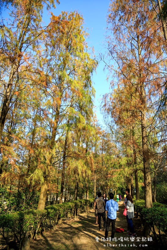 台中落羽松．后里泰安國小&如光山寺（田中的美麗落羽松超好拍）