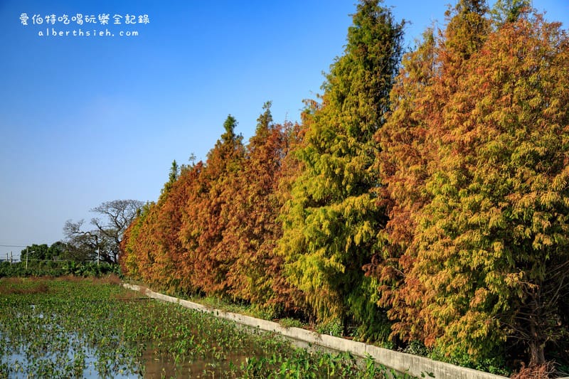 台中落羽松．后里泰安國小&如光山寺（田中的美麗落羽松超好拍）