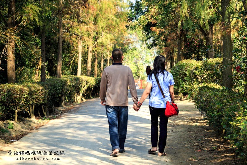 台中落羽松．后里泰安國小&如光山寺（田中的美麗落羽松超好拍）