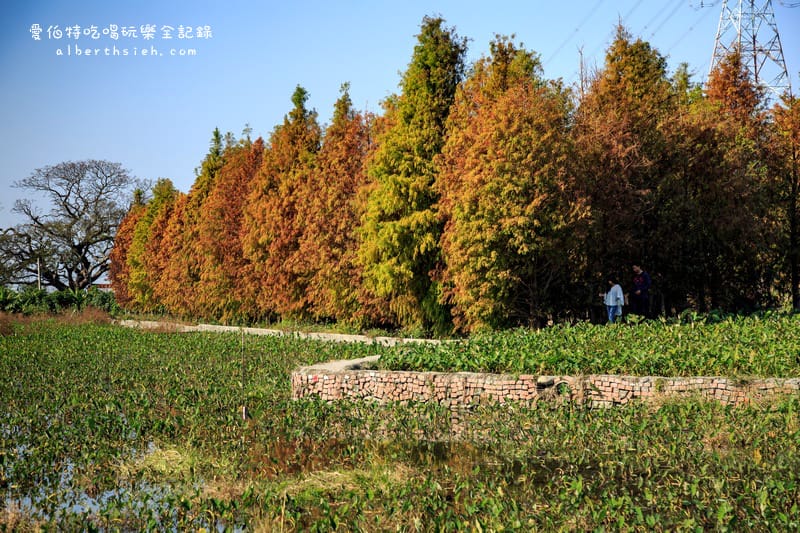 台中落羽松．后里泰安國小&如光山寺（田中的美麗落羽松超好拍）