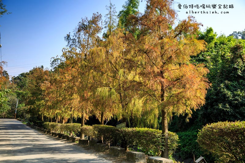 台中落羽松．后里泰安國小&如光山寺（田中的美麗落羽松超好拍）