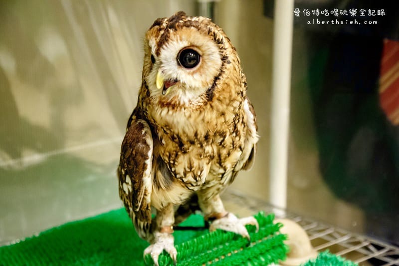 九州福岡必去．OWL Family 貓頭鷹咖啡廳（超療癒超萌可愛值爆表）