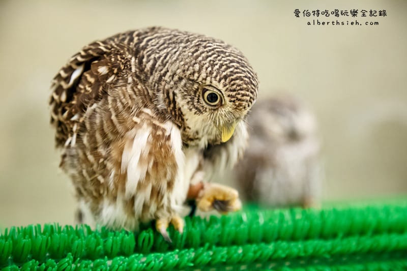九州福岡必去．OWL Family 貓頭鷹咖啡廳（超療癒超萌可愛值爆表）