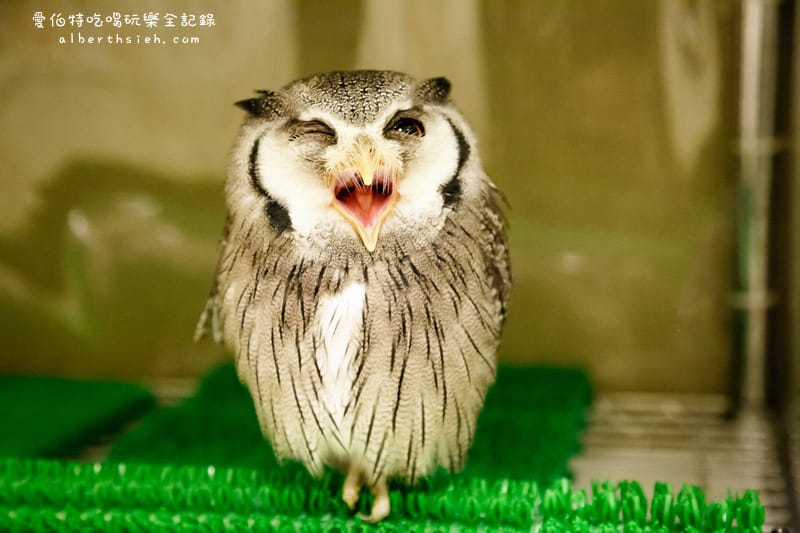 九州福岡必去．OWL Family 貓頭鷹咖啡廳（超療癒超萌可愛值爆表）