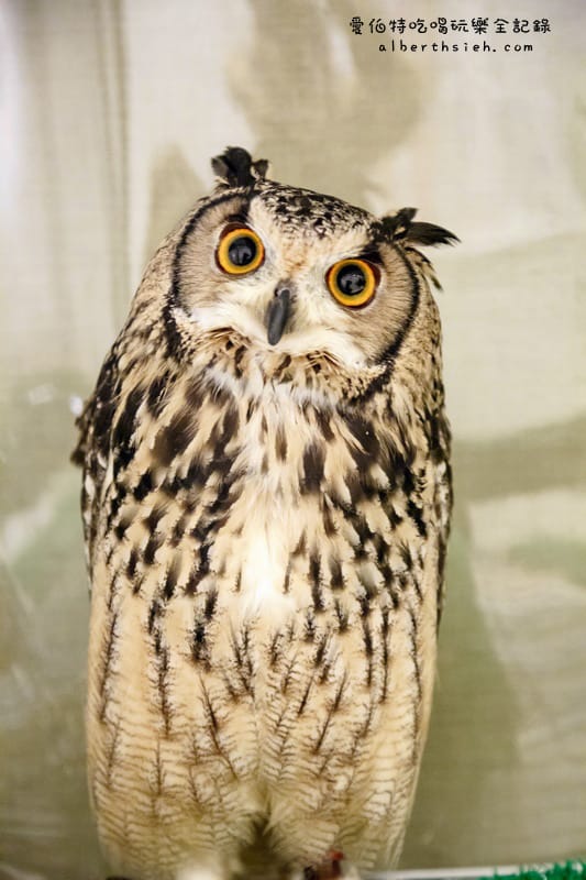 九州福岡必去．OWL Family 貓頭鷹咖啡廳（超療癒超萌可愛值爆表）