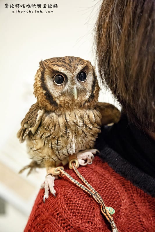 九州福岡必去．OWL Family 貓頭鷹咖啡廳（超療癒超萌可愛值爆表）