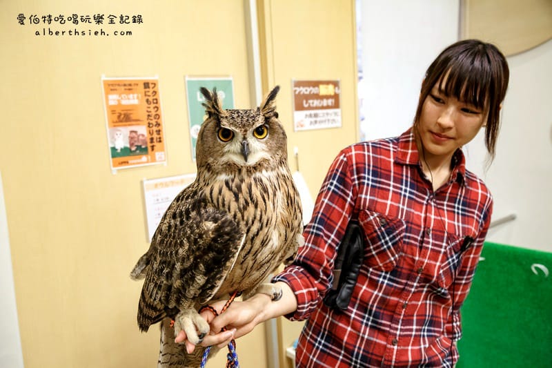 九州福岡必去．OWL Family 貓頭鷹咖啡廳（超療癒超萌可愛值爆表）