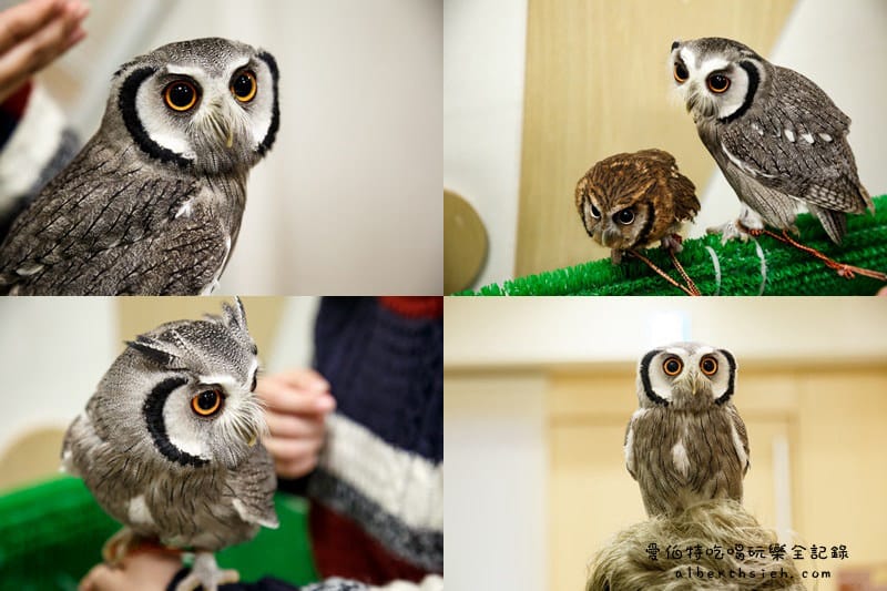 九州福岡必去．OWL Family 貓頭鷹咖啡廳（超療癒超萌可愛值爆表）