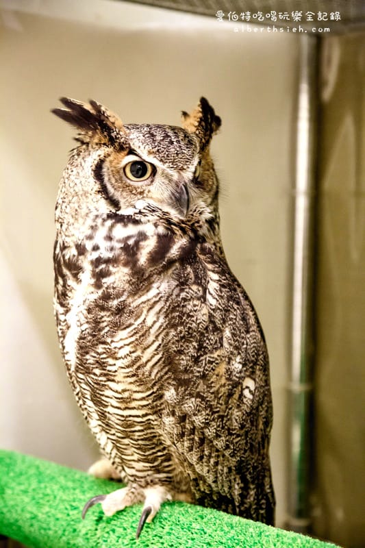 九州福岡必去．OWL Family 貓頭鷹咖啡廳（超療癒超萌可愛值爆表）