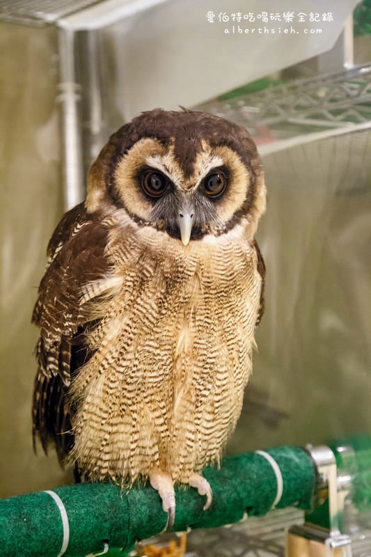 九州福岡必去．OWL Family 貓頭鷹咖啡廳（超療癒超萌可愛值爆表）