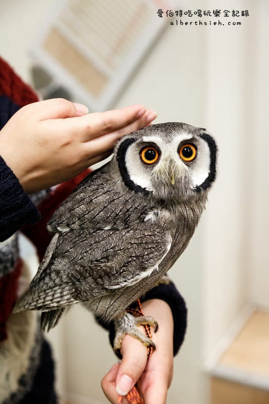 九州福岡必去．OWL Family 貓頭鷹咖啡廳（超療癒超萌可愛值爆表）
