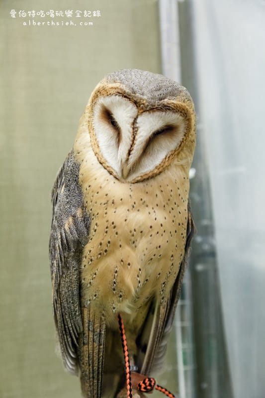 九州福岡必去．OWL Family 貓頭鷹咖啡廳（超療癒超萌可愛值爆表）