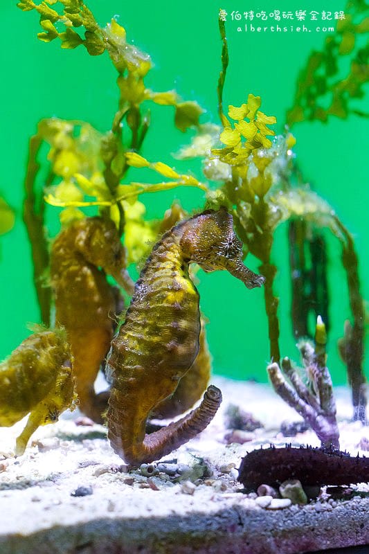 沖縄美麗海水族館（令人驚艷的世界最大規模水族館）