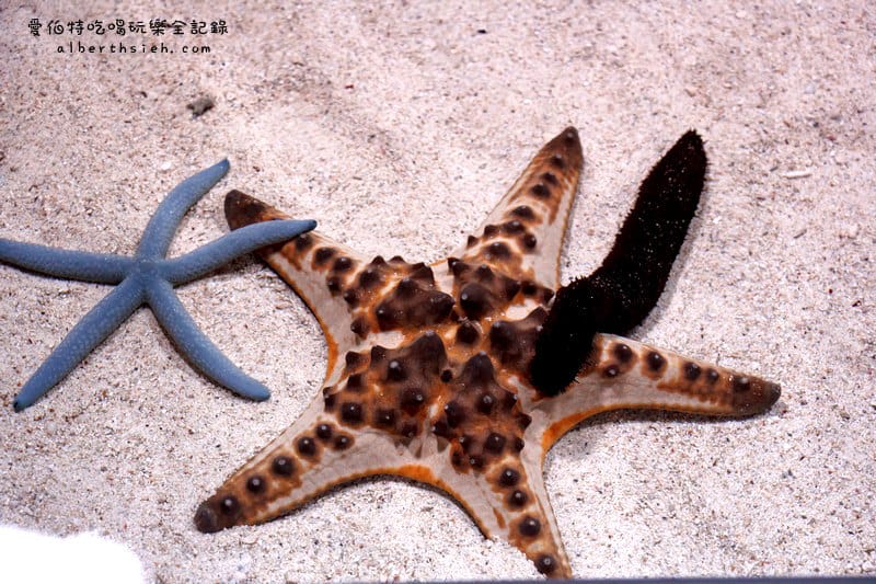 沖縄美麗海水族館（令人驚艷的世界最大規模水族館）
