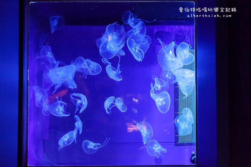 沖縄美麗海水族館（令人驚艷的世界最大規模水族館）