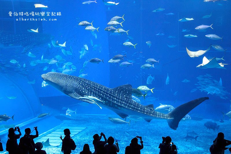 沖縄美麗海水族館（令人驚艷的世界最大規模水族館）