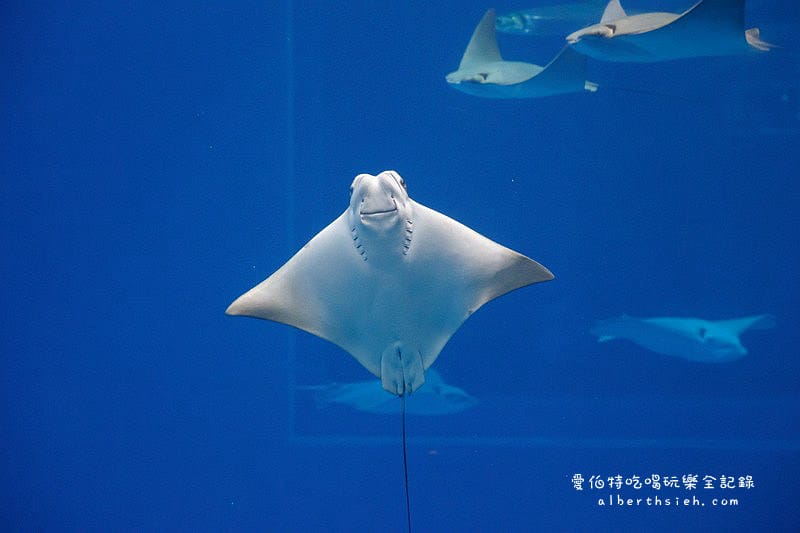 沖縄美麗海水族館（令人驚艷的世界最大規模水族館）
