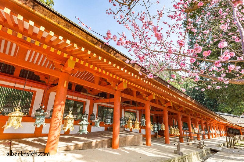 春日大社．奈良景點（赤乳神社白乳神社藤浪之屋超特別）
