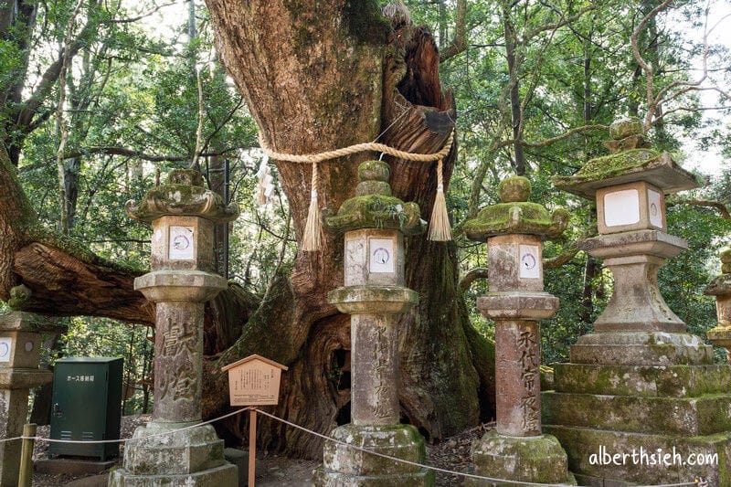 春日大社．奈良景點（赤乳神社白乳神社藤浪之屋超特別）