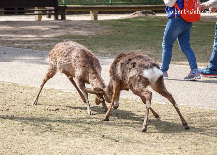 奈良公園（超可愛的小鹿斑比要衝來跟你要鹿仙貝嘍）