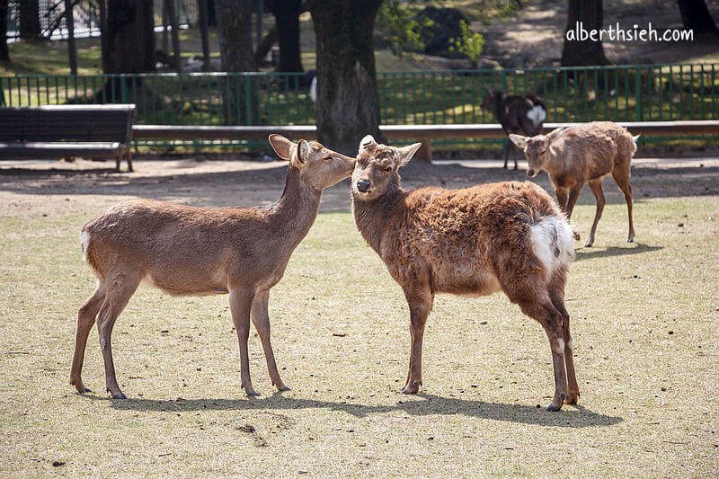 奈良公園（超可愛的小鹿斑比要衝來跟你要鹿仙貝嘍）