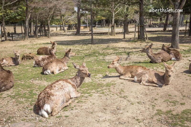 奈良公園（超可愛的小鹿斑比要衝來跟你要鹿仙貝嘍）