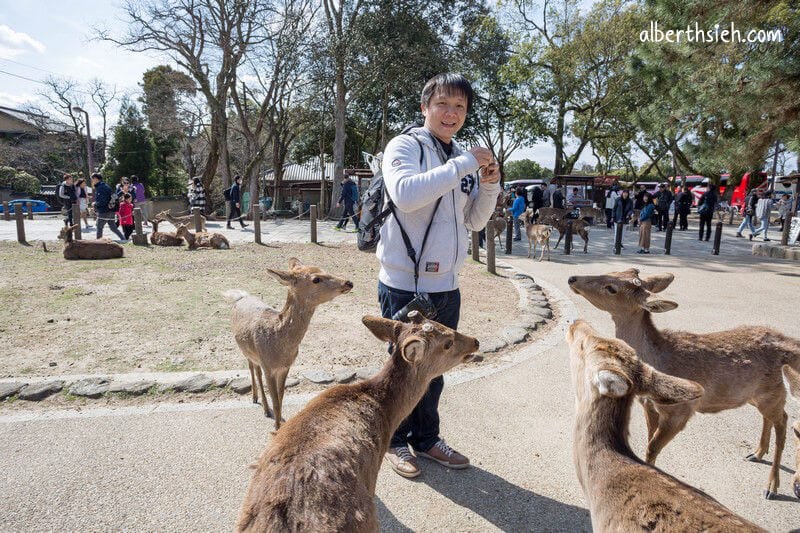 奈良公園（超可愛的小鹿斑比要衝來跟你要鹿仙貝嘍）