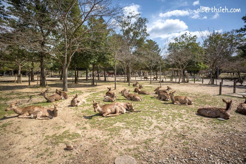 奈良公園（超可愛的小鹿斑比要衝來跟你要鹿仙貝嘍）