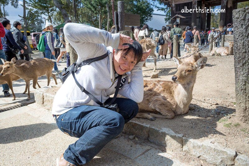 奈良公園（超可愛的小鹿斑比要衝來跟你要鹿仙貝嘍）