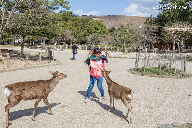 奈良公園（超可愛的小鹿斑比要衝來跟你要鹿仙貝嘍）