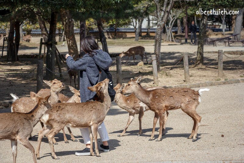奈良公園（超可愛的小鹿斑比要衝來跟你要鹿仙貝嘍）