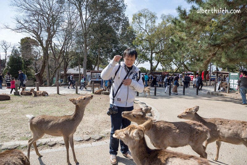 奈良公園（超可愛的小鹿斑比要衝來跟你要鹿仙貝嘍）