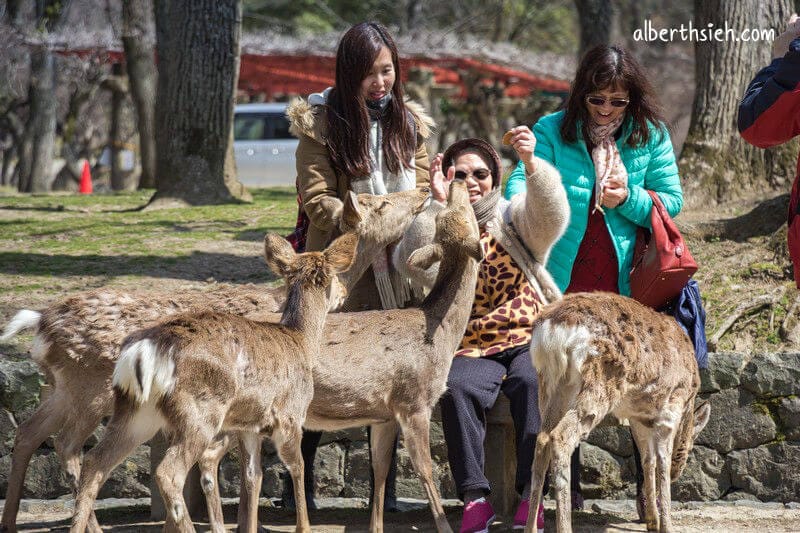 奈良公園（超可愛的小鹿斑比要衝來跟你要鹿仙貝嘍）